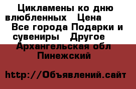 Цикламены ко дню влюбленных › Цена ­ 180 - Все города Подарки и сувениры » Другое   . Архангельская обл.,Пинежский 